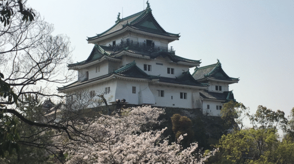 The main keep of Wakayama castle with sakura trees