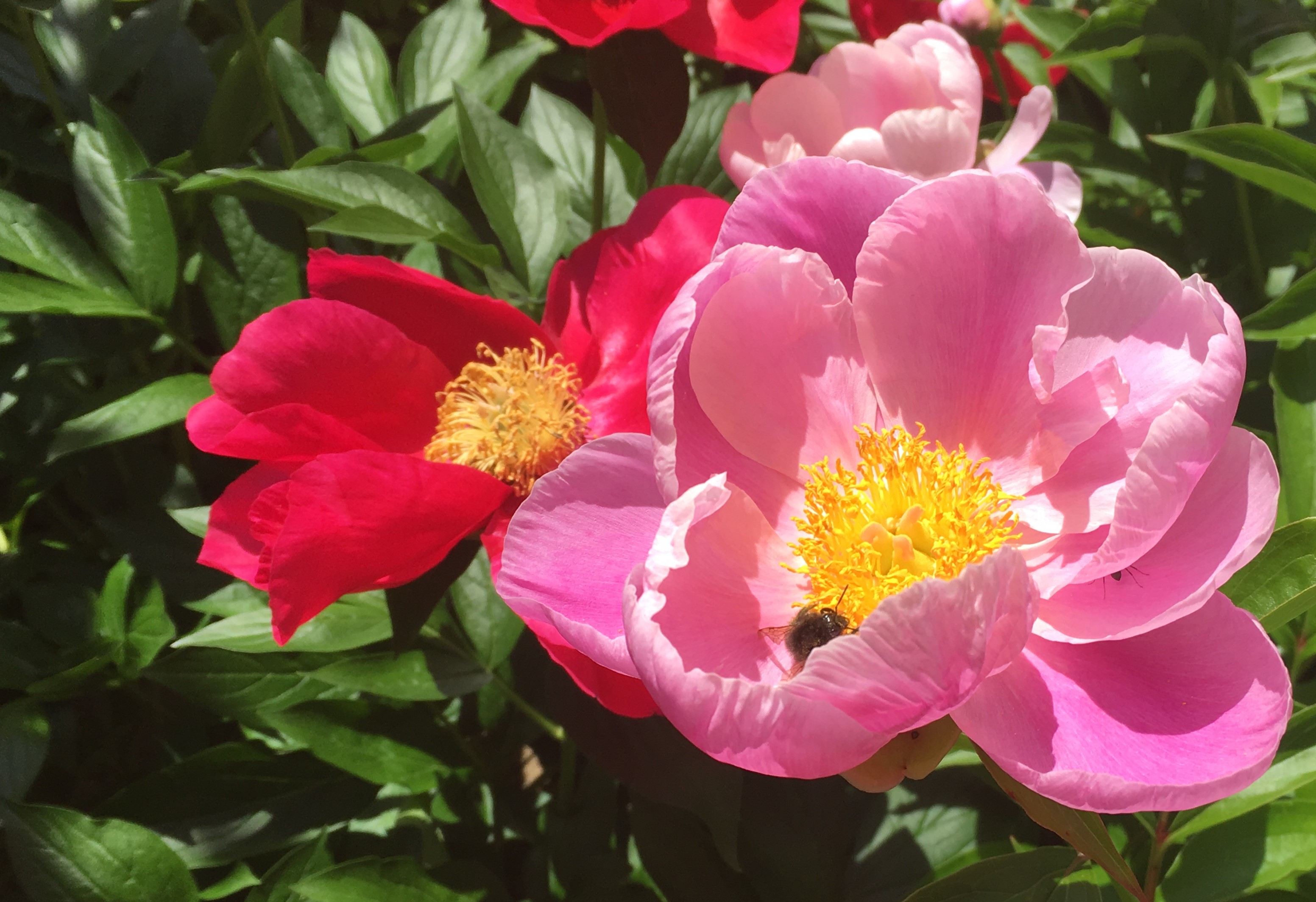 pink and red peonies with a bee sitting in the center of the pink one