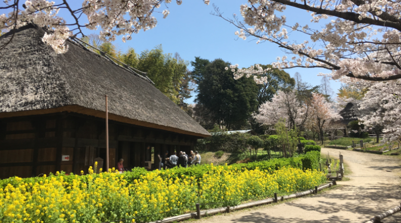old style Japanese house with flowers in spring