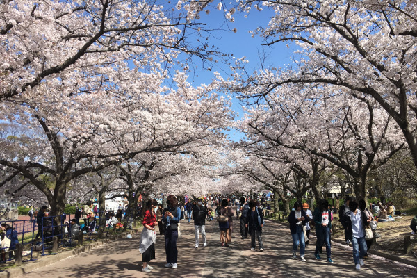 万博記念公園の桜