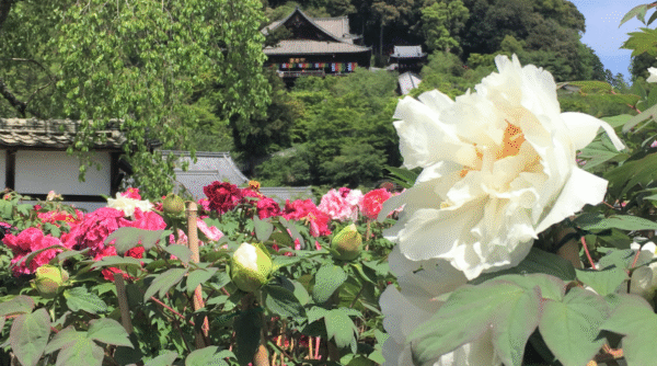 Hasedera Temple with peony flowers