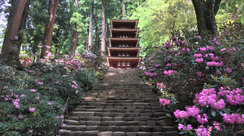 Muroji Temple's National treasure pagoda with rhododendron flowers