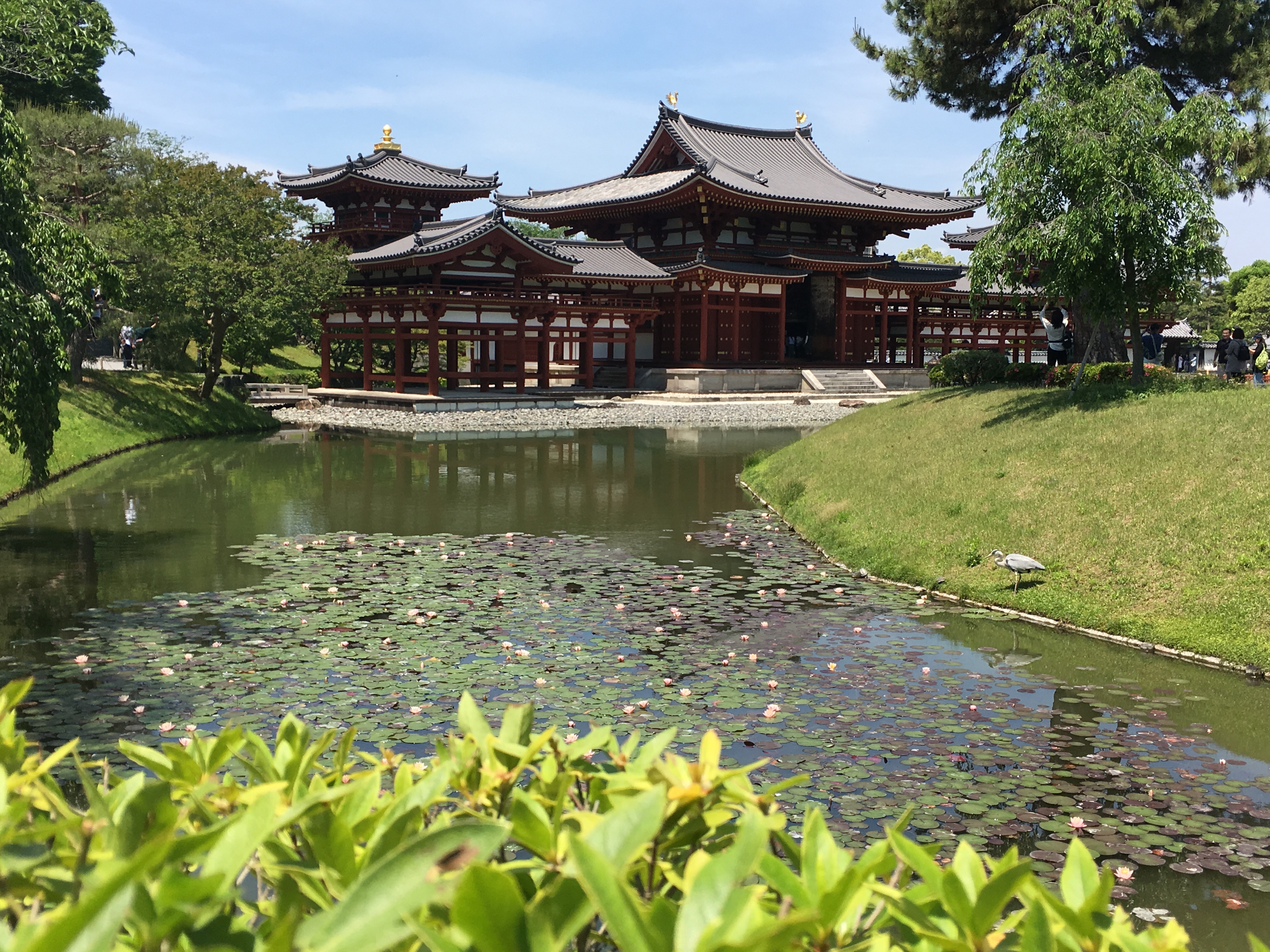 pond in front of the Hooudo at Byodoin Temple plus heron 
