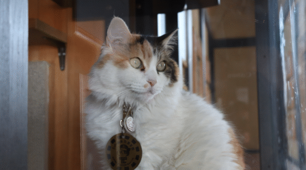 Tama the cat