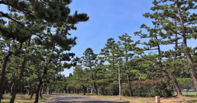 Pine trees in Hamadera Park