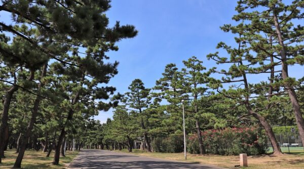 浜寺公園の松林