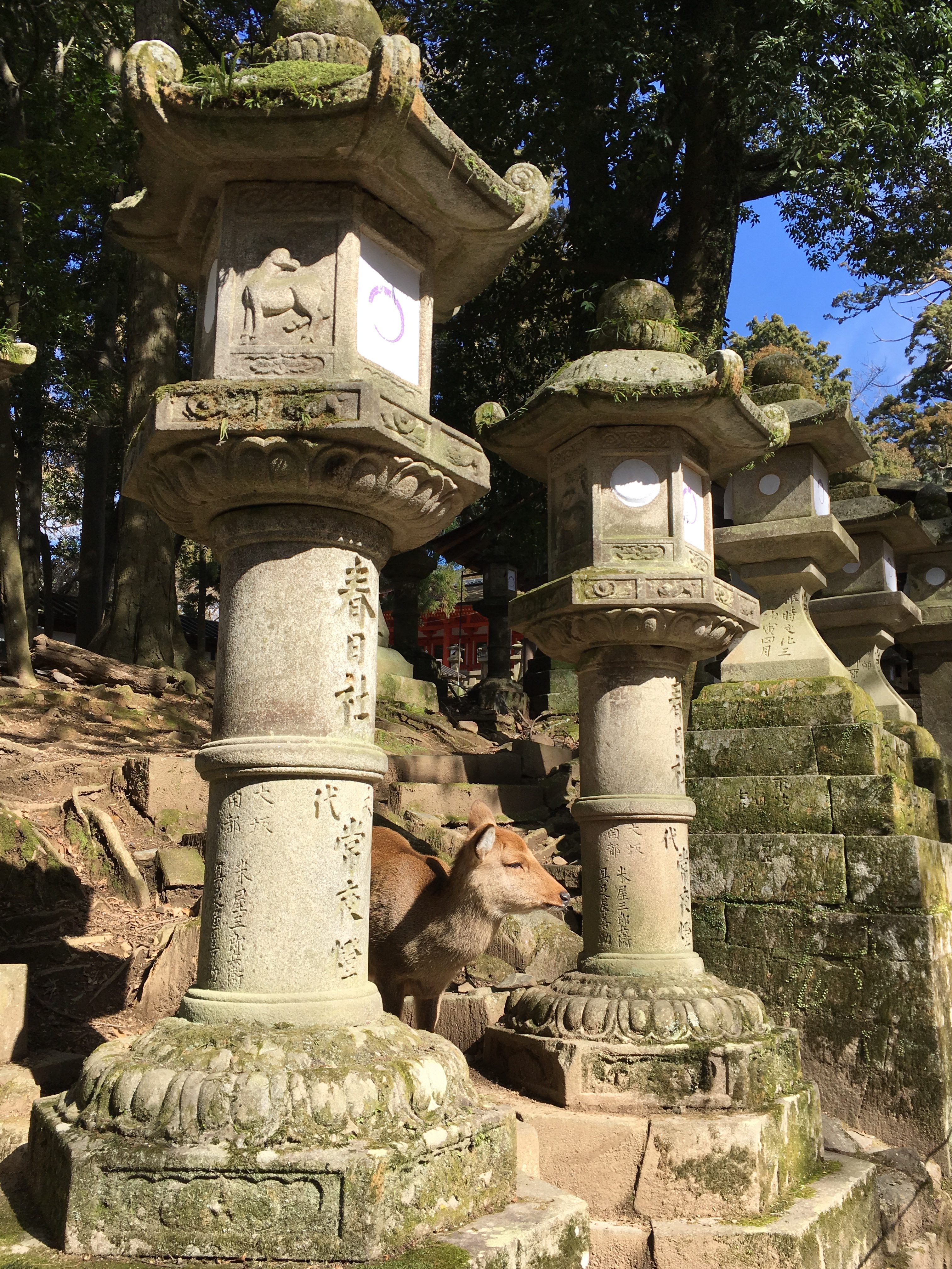 Japanese deer between two stone lanterns at kasuga taisha