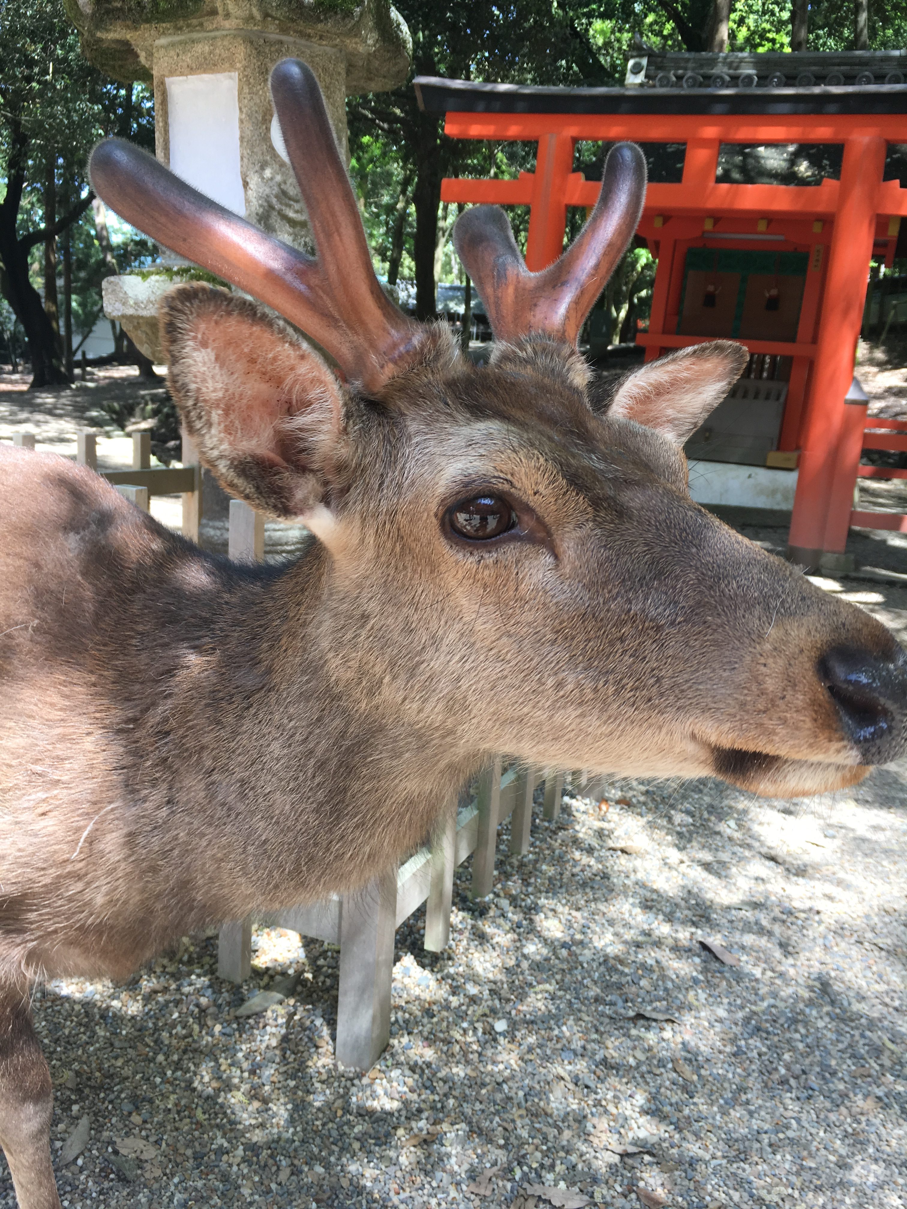 close up of nara deer at kasuga taisha