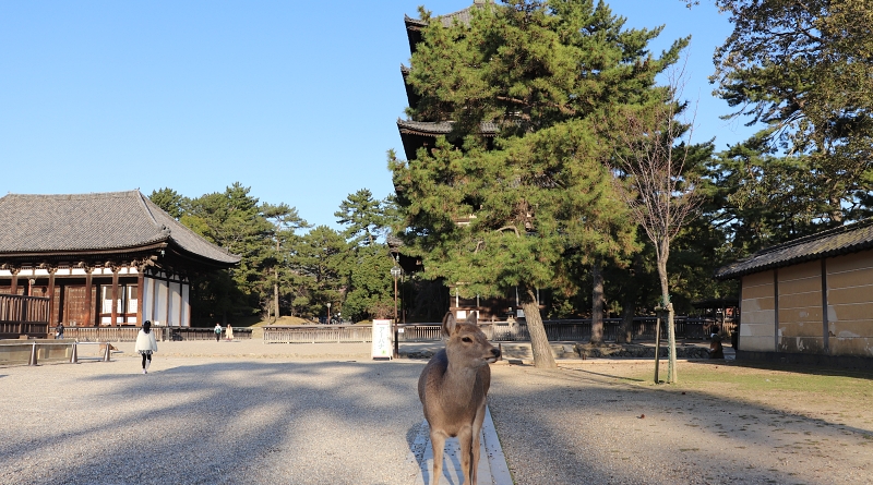 Kofukuji Temple and the deer