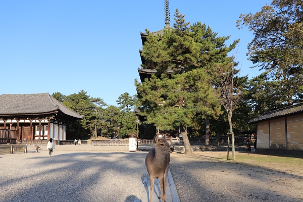 deer in Kofukuji Temple 