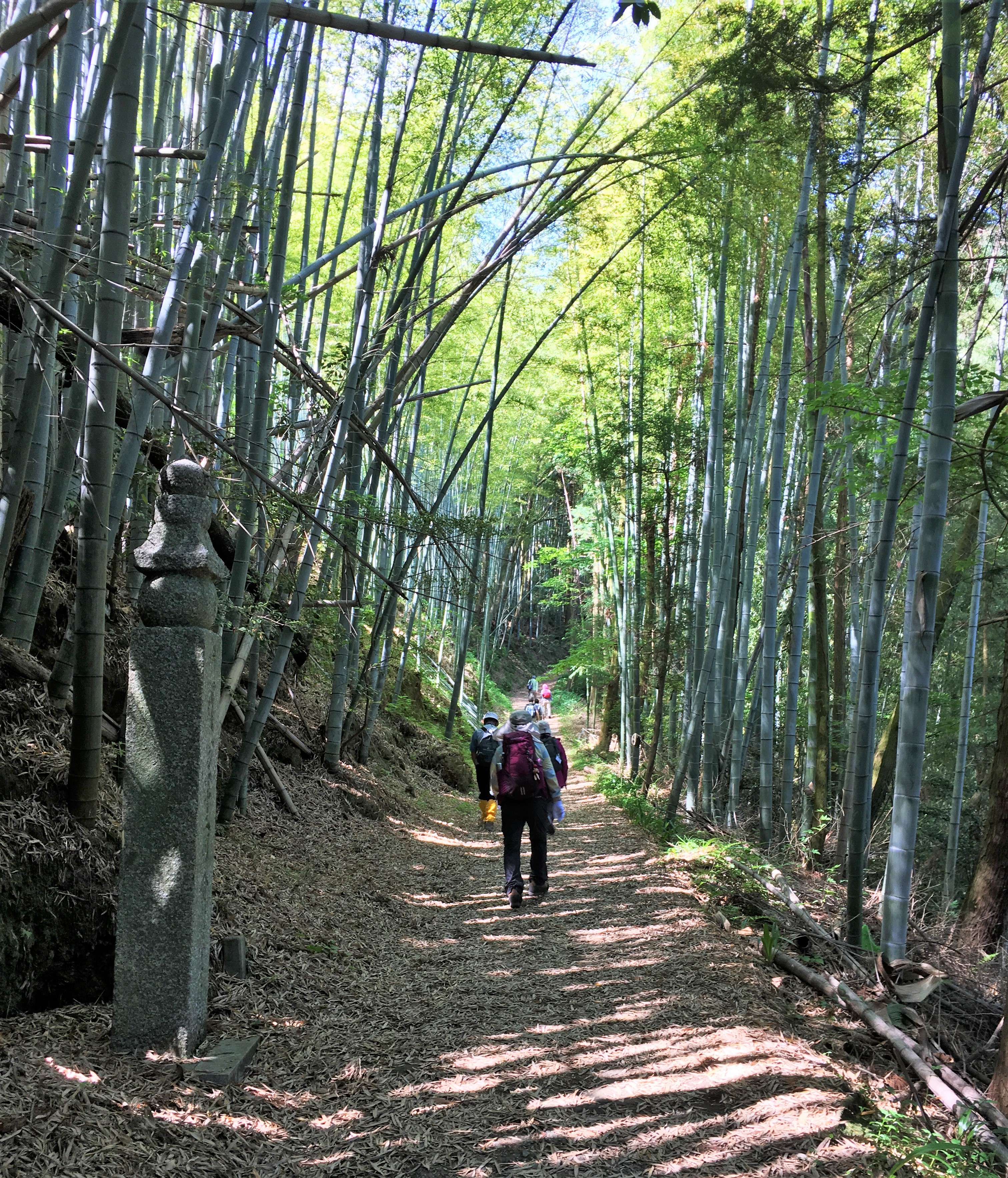 Bamboo forest on the choishimichi trail 