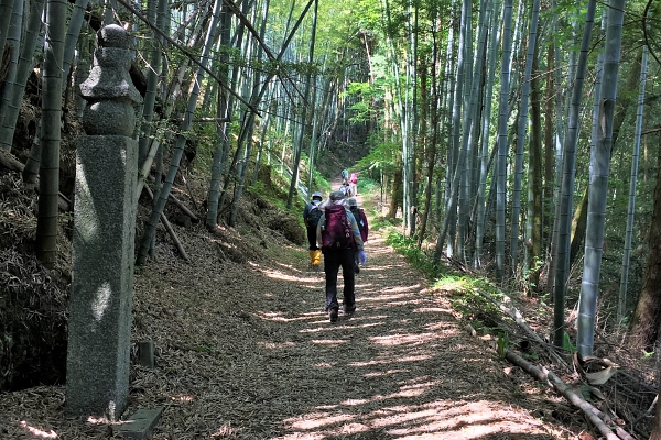 Choichi michi going through the bamboo forest 