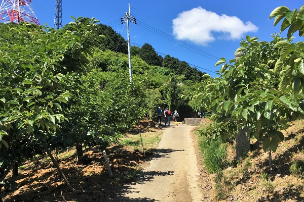 Choishi michi trail going through persimmon grove 