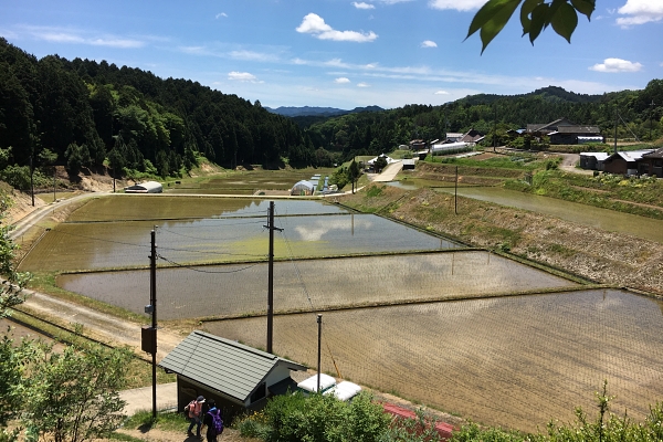 rice paddy along the Choishi michi trail 