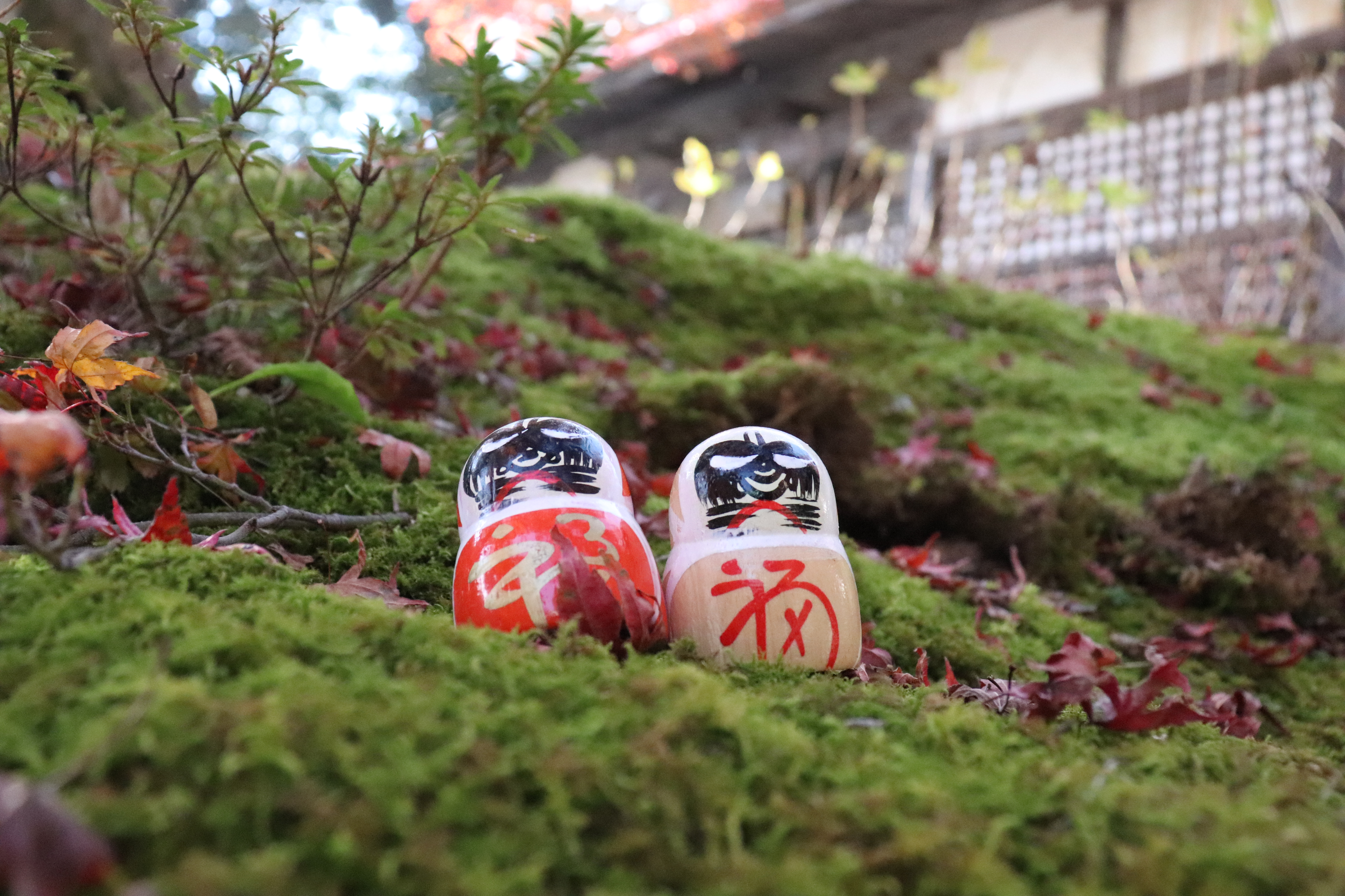 daruma dolls sitting on moss at katsuo-ji temple