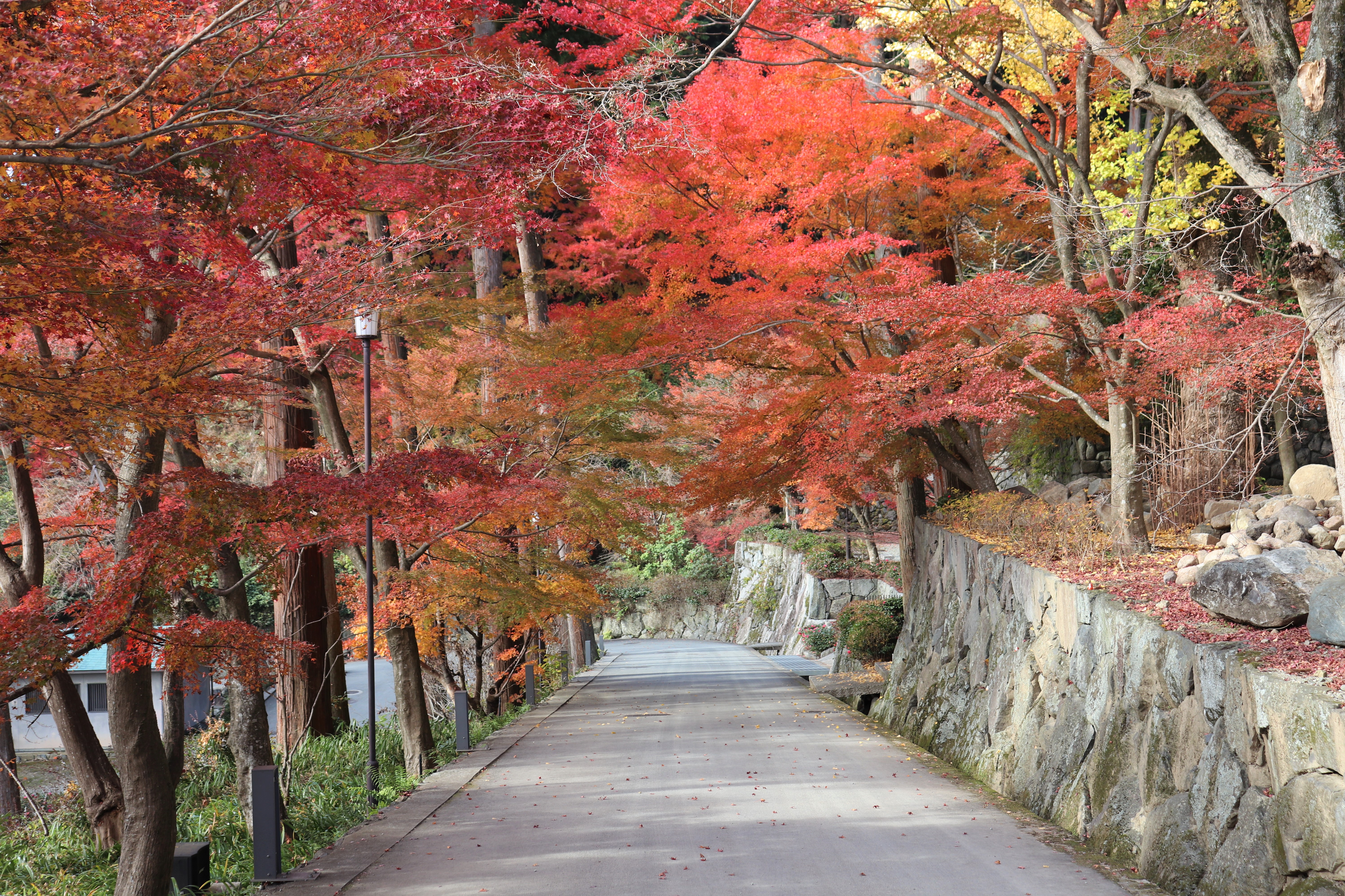 fall leaves at Katsuo-ji Temple
