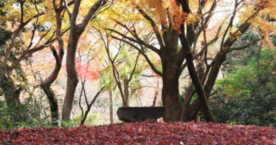 奥河内もみじ公園