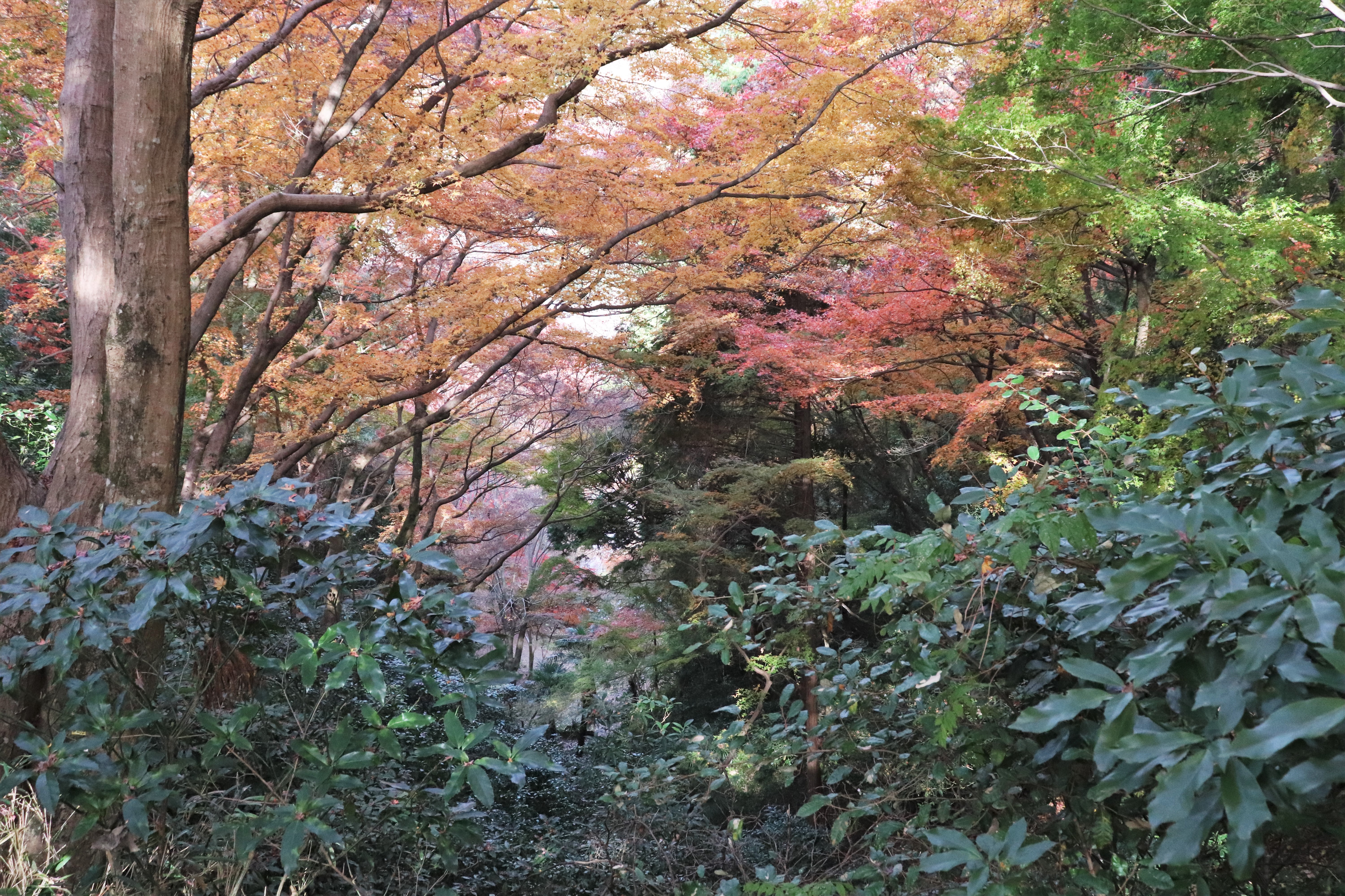 Oku-kawachi Momiji Park