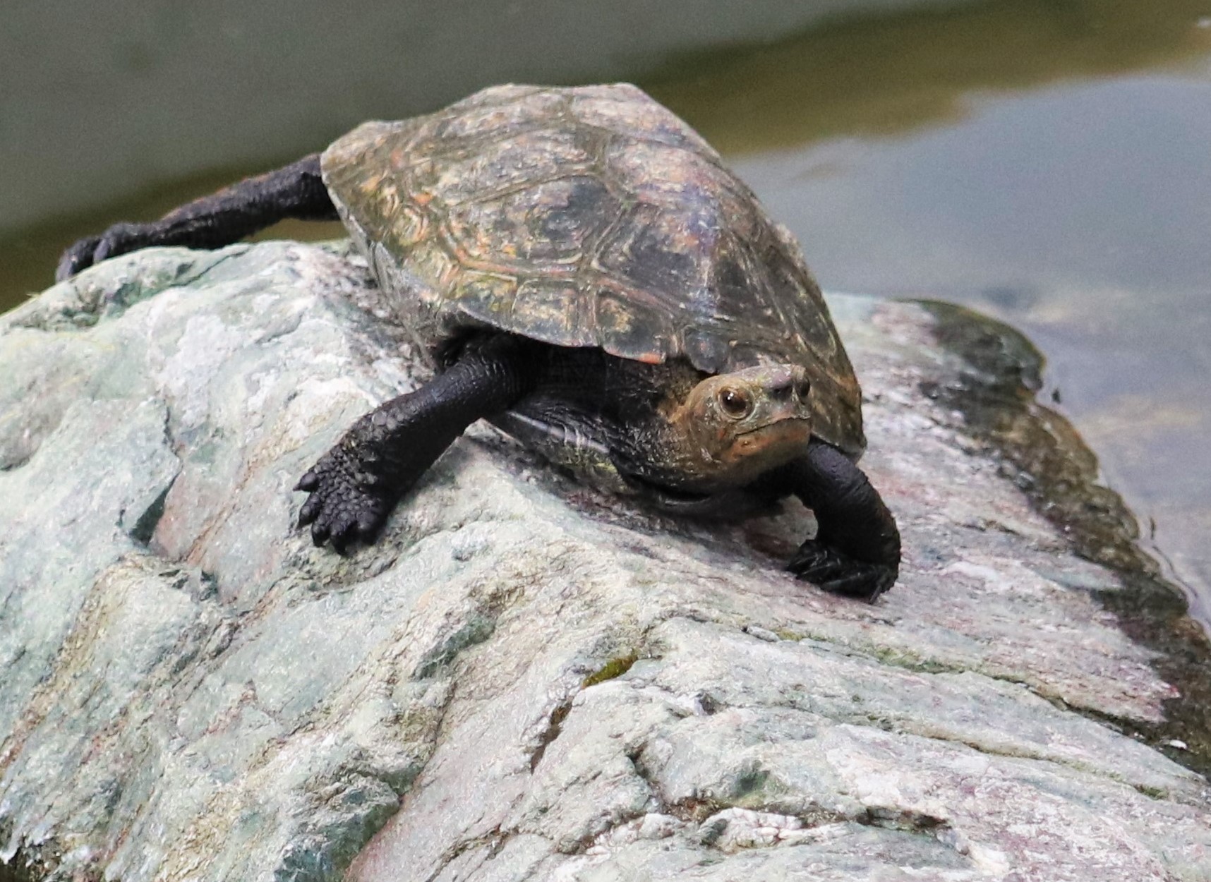 Soji-ji Temple, Osaka's Turtle Temple - Kansai Odyssey