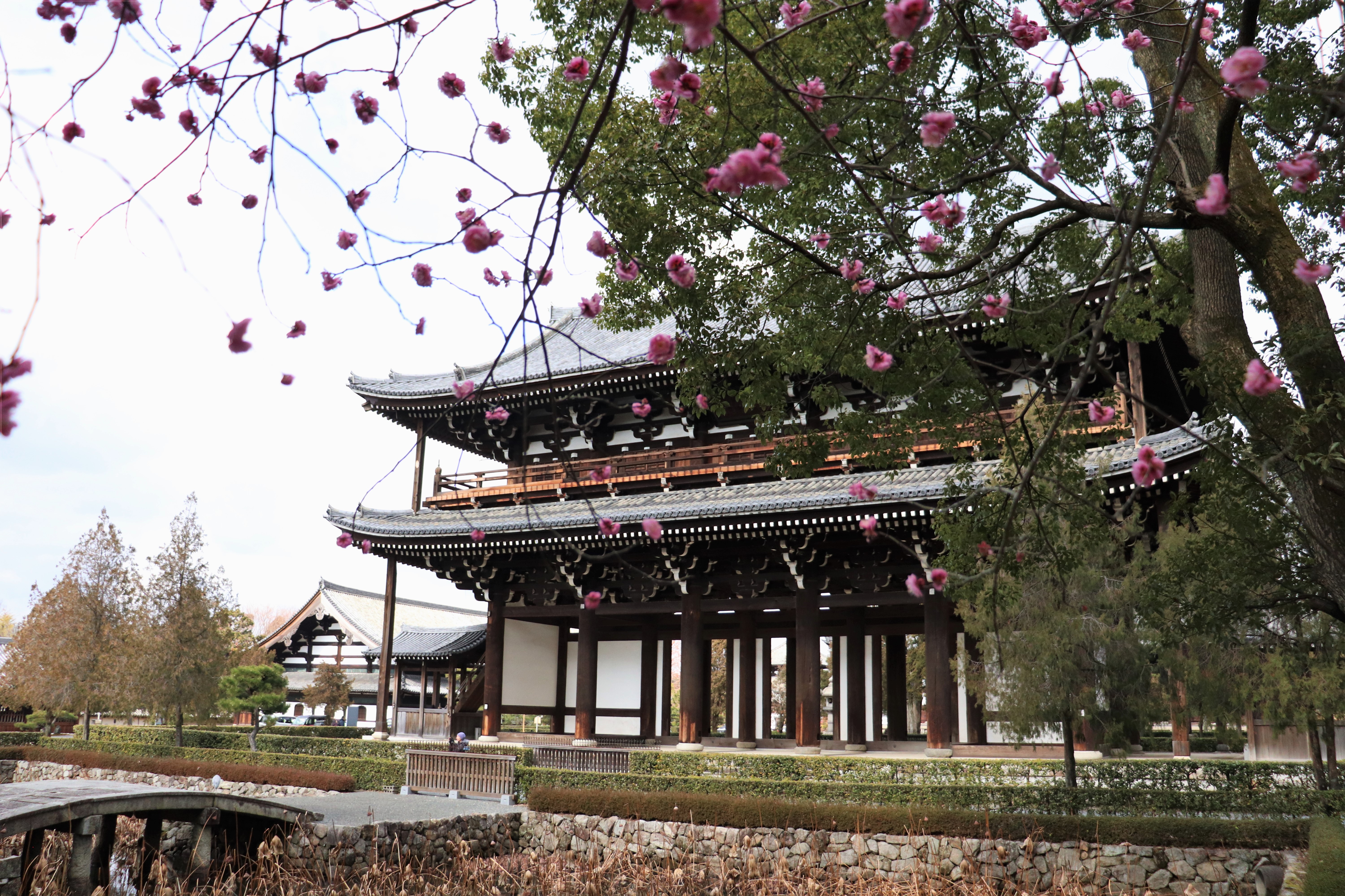 Sanmon Gate of Tofuku-ji Temple framed with plum blossoms
