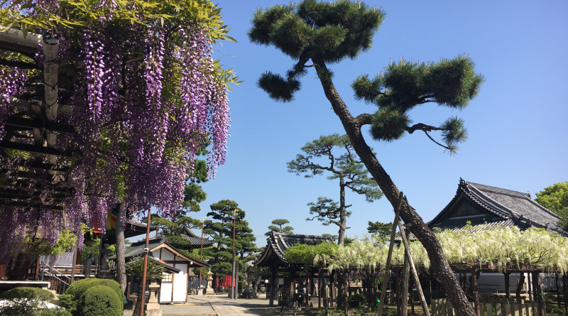 wisteria in Fujiidera Temple