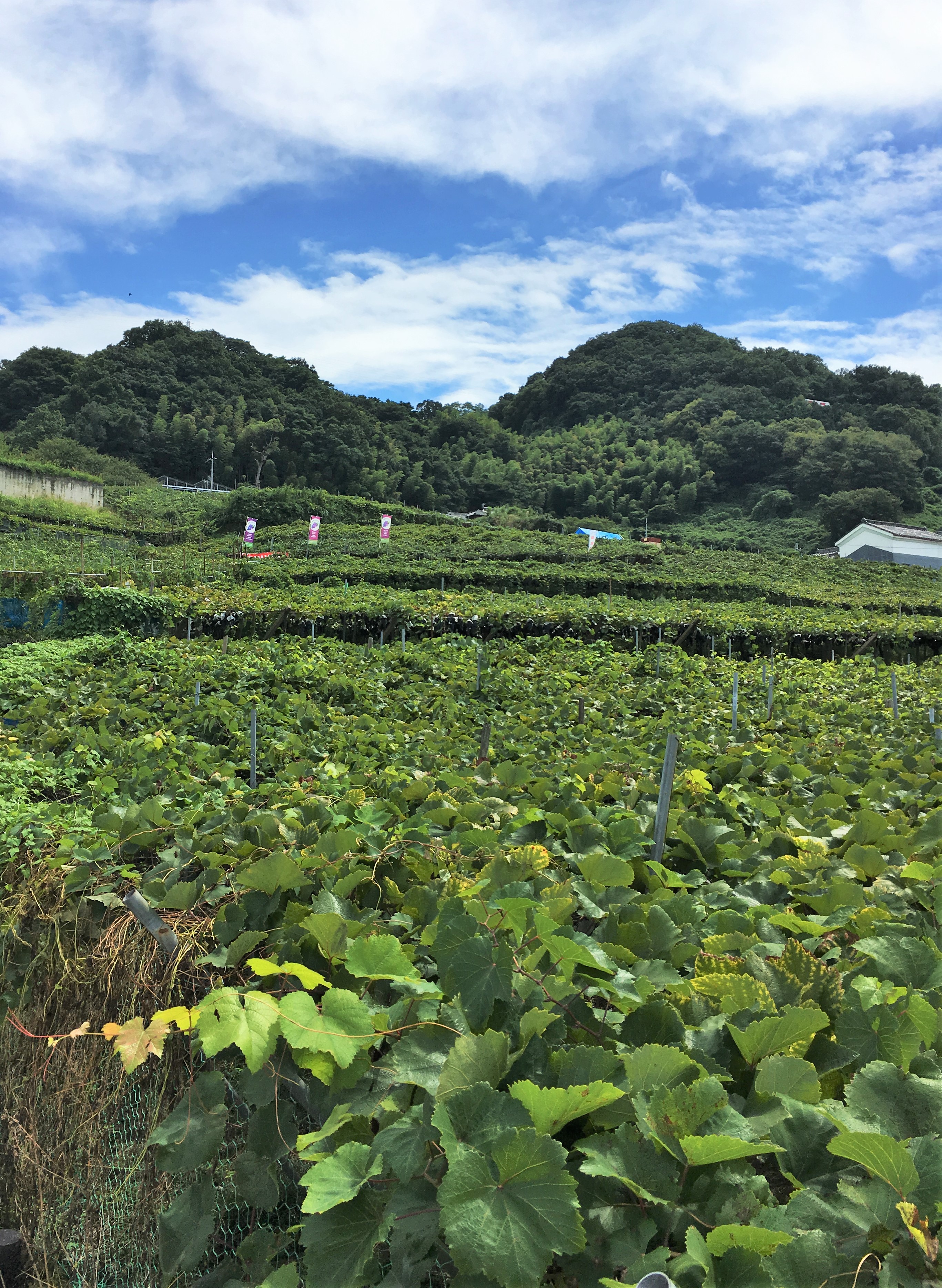 vineyards for Kashiwara grape picking