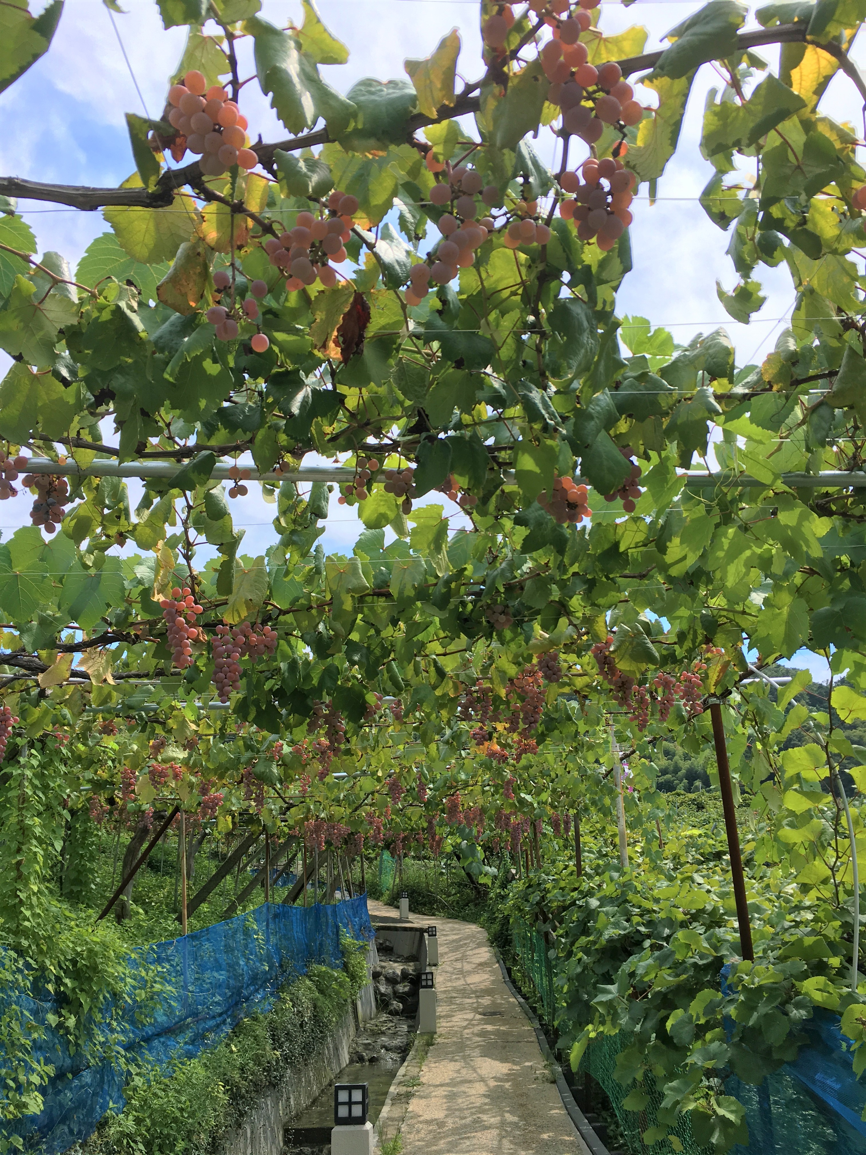vineyards for kashiwara grape picking