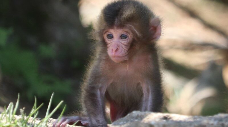 Arashiyama Monkey Park, Wild Monkeys in Kyoto | Kansai Odyssey