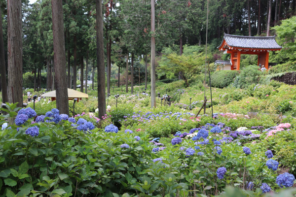 Hydrangea Garden in Mimurotoji