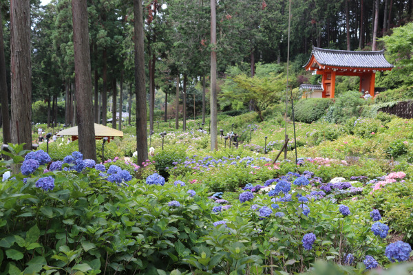 三室戸寺のあじさい園