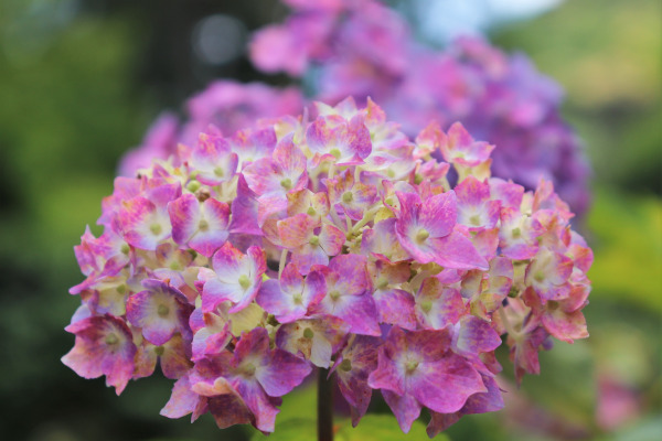 hydrangea in Mimuroto Temple