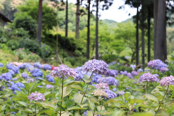 hydrangea in Mimuroto temple