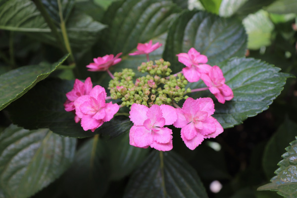 hydrangea in Mimurotoji