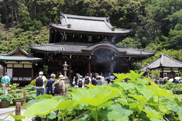 Mimuroto-ji temple main temple building framed with lotus leaves