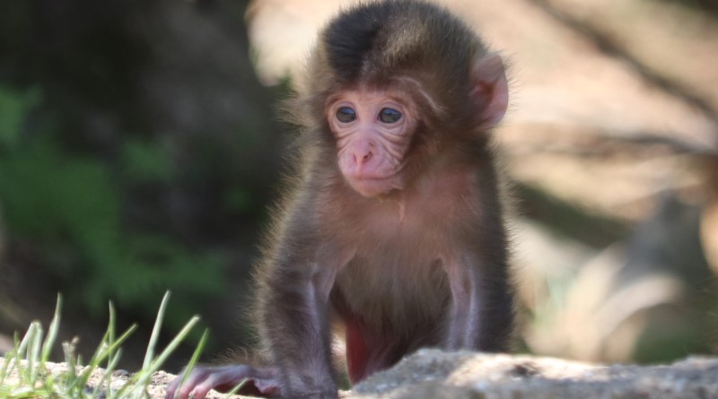 a baby monkey in arashiyama monkey park