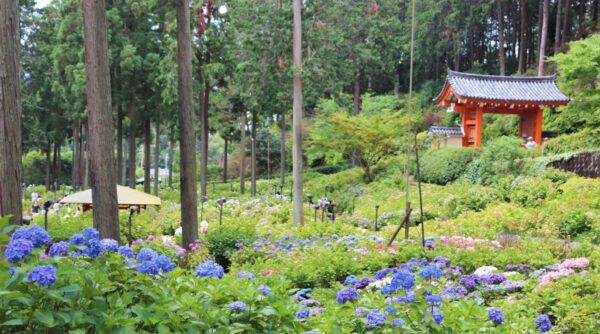 mimurotoji temple and hydrangea