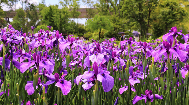 shirokita park and iris