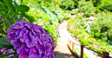 yoshimine temple and hydrangea
