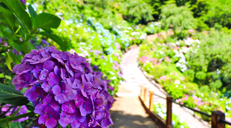 yoshimine temple and hydrangea