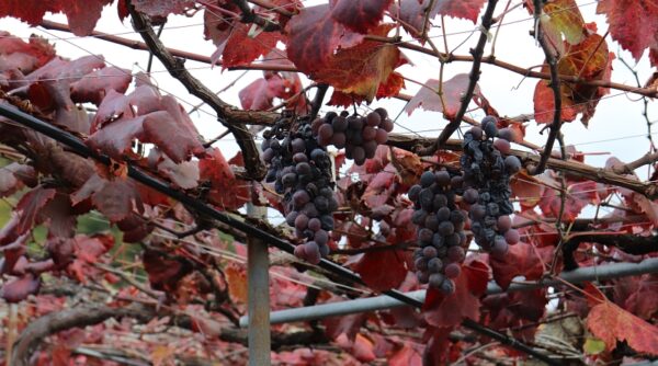 kashiwara grape picking