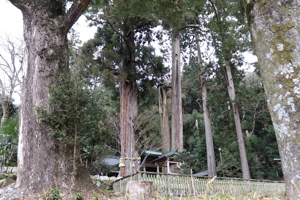 Big cedar trees in Shizuhara Shrine