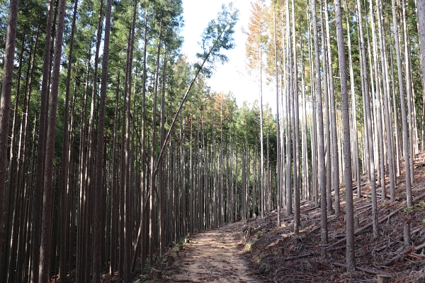 北山杉の森を行く北山西部コース