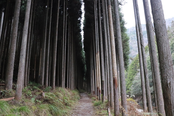 北山杉の森を行く北山西部コース