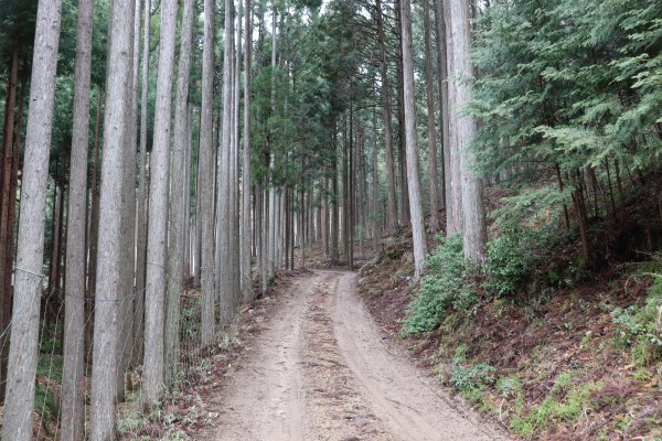 Kitayama cedar tree forest along the Keihoku Course on the Kyoto Circuit Trail