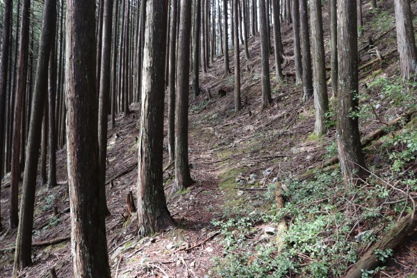 黒尾山からの下り