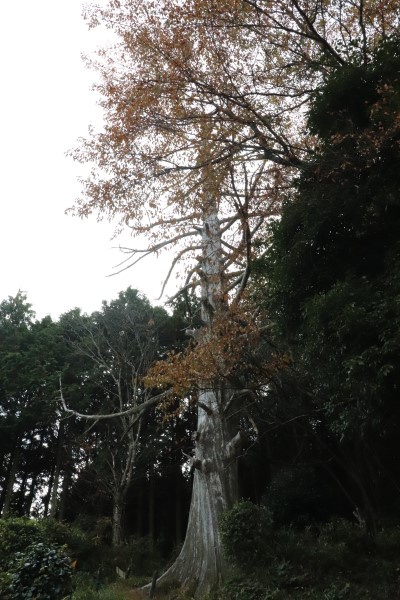 Jubei Cedar tree in Yagyu Village, Nara