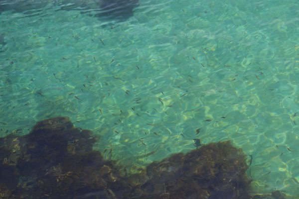 Plenty of fish in Takenohama Beach 