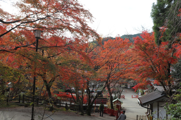 Beautiful fall foliage in Tanzan Shrine 