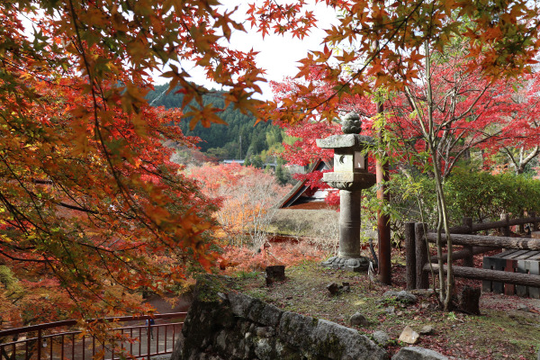 Beautiful fall foliage in Tanzan Shrine 