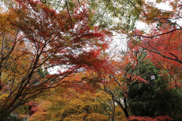 Beautiful fall foliage in Tanzan Shrine 